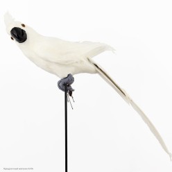 Попугай перьевой 35*8см белый