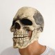 Маска Череп с подвижной челюстью (латекс) РС17311-3